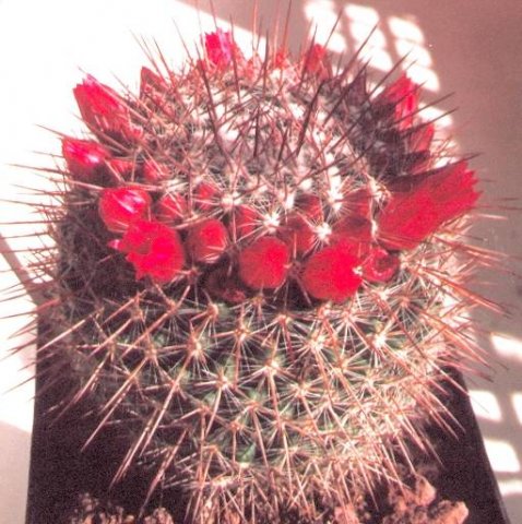 Mammillaria_bella